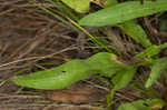 Roughleaf blazing star <BR>Tall blazing star